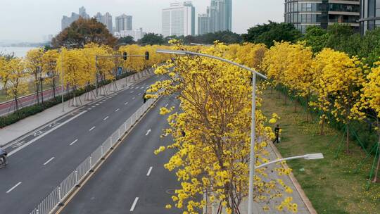 广州环岛路洲头咀公园黄花风铃木道路两旁