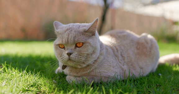 后院花园毛茸茸的苏格兰猫灰色毛茸茸的猫户