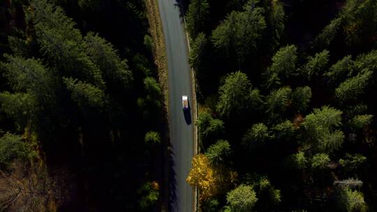 森林公路乡间小路丛林马路全景大景