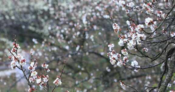 苏州香雪海典雅梅花绽放