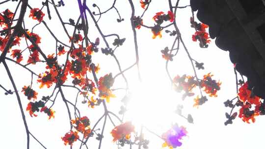 唯美意境岭南特色古建筑旁盛开的百年木棉花