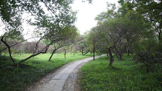 杭州西溪国家湿地公园火柿映波