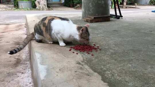 三色猫户外进食猫粮