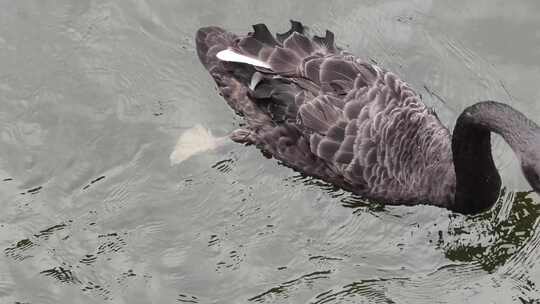 黑天鹅戏水特写实拍素材