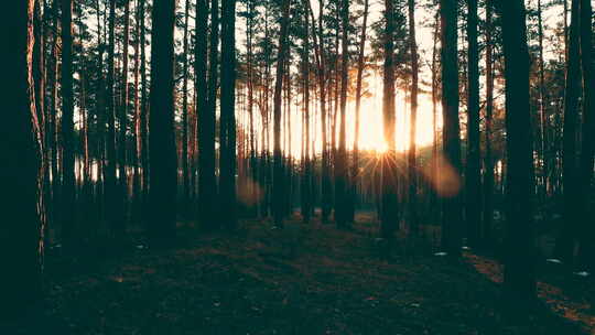 美丽的日出阳光在阳光明媚的春天针叶林。阳光穿过森林