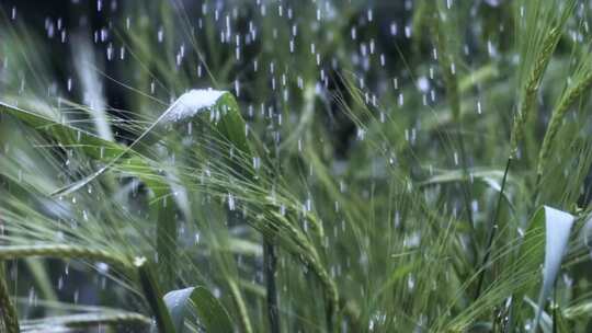 雨天中的麦穗