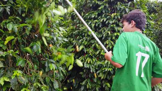 咖啡种植生产基地视频素材模板下载