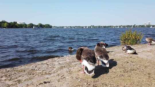 Gänse an der Alster在