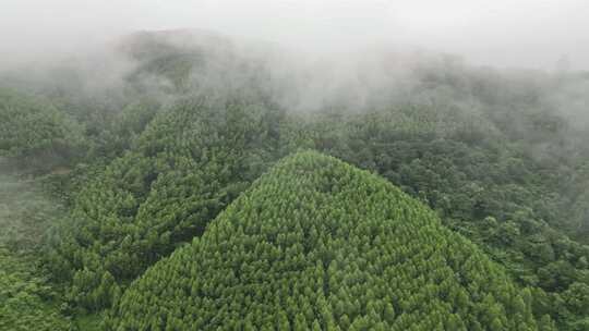 雾气笼罩的茂密山林全景