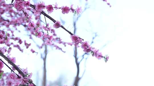 盛开的粉色桃花特写