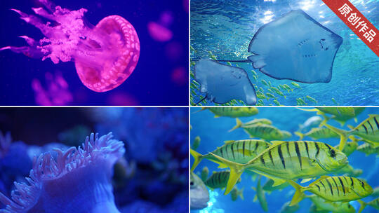 海洋公园水族馆 水母珊瑚 鲨鱼鳐鱼热带鱼高清在线视频素材下载