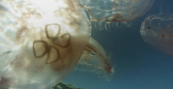 海洋里水母的特写镜头