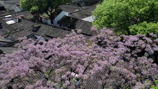 绍兴仓前直街苦楝花开