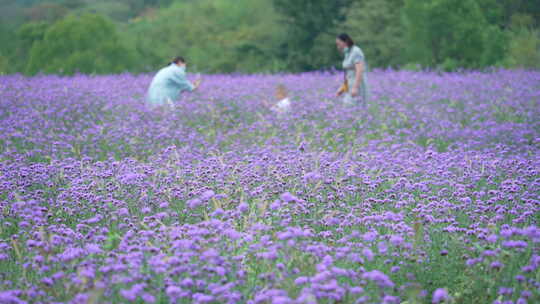 武汉洪山区光谷花海