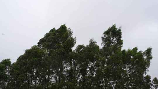 阴天森林风吹树林雨天树叶随风摇曳自然景观