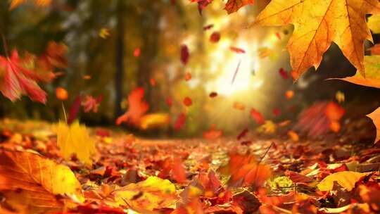 灿烂金秋、秋风扫落叶、秋叶飘落视频素材模板下载