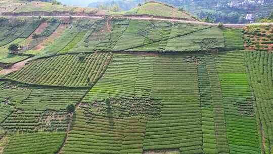 茶园茶叶茶茶山绿茶农业茶海采茶茶文化航拍