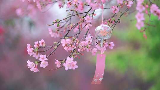 春日唯美小清新日系粉色樱花风铃空镜