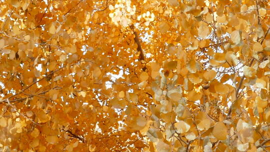 秋季 金色 胡杨林 茂密树叶 多镜