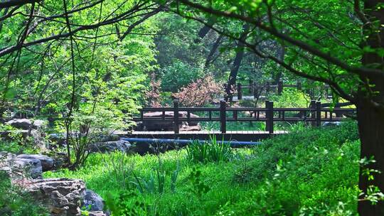 春天温暖阳光下绿色森林与木栈道