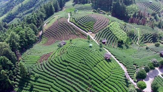 4k 航拍柳州三江布央仙人茶山茶山风景区