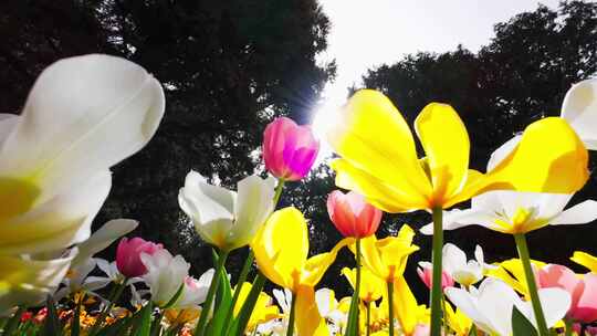 中山公园郁金香花盛开