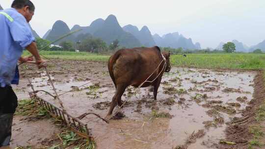 农民牵牛耕地的春耕景象