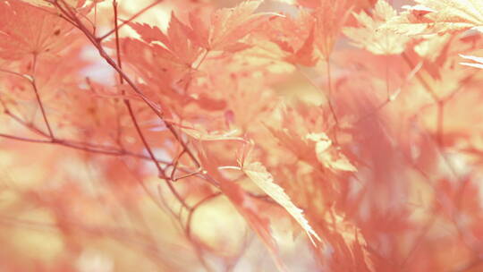 阳光中的红枫叶 朦胧感 组镜