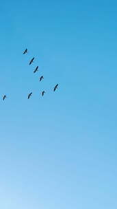 大雁排队飞过天空