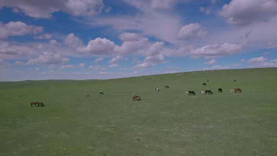 内蒙古空中草原马匹夏季景观视频素材模板下载