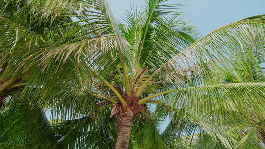 椰子树果实风蓝天