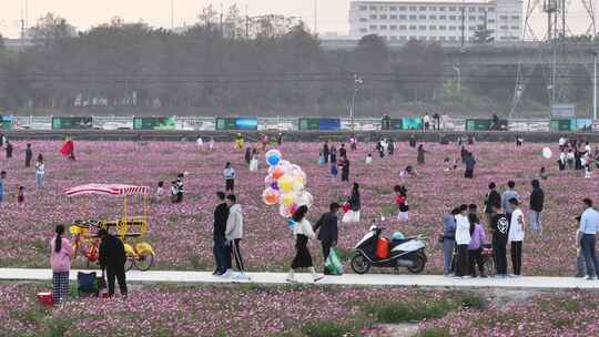 中国广东省中山市南朗街道崖口花海