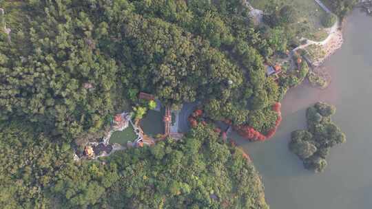 深圳仙湖植物园水杉秋色航拍视频素材模板下载