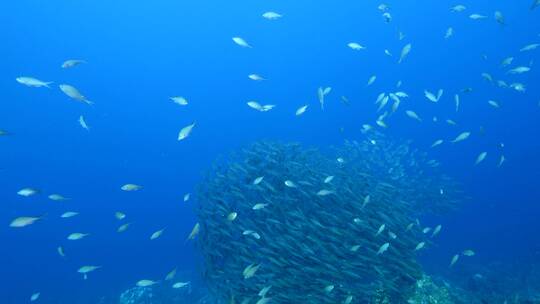 海底鱼群 沙丁鱼风暴