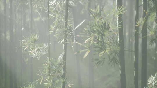 在宁静的中国风景中，一棵被薄雾包围的宁静