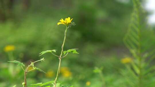 微距特写绿色植物黄色花朵藤蔓视频素材模板下载