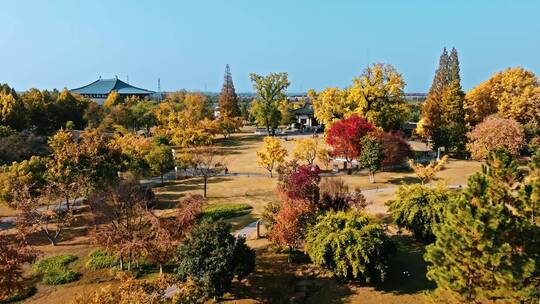 航拍南京江北新区汤泉镇惠济寺千年古银杏树