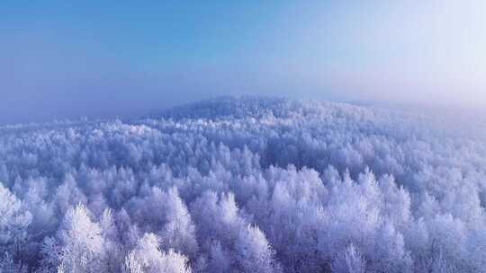 冰雪覆盖的森林壮观全景