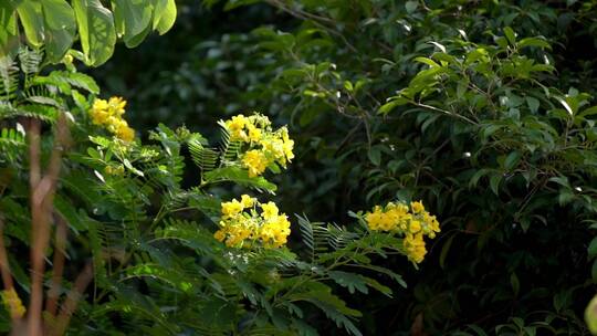 公园自然景观花草植物风光空镜实拍视频