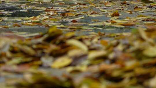 铺满落叶的路面实拍