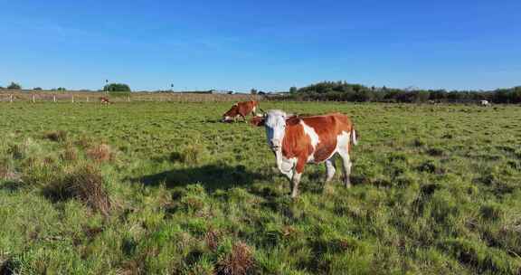 牛群在草地上吃草