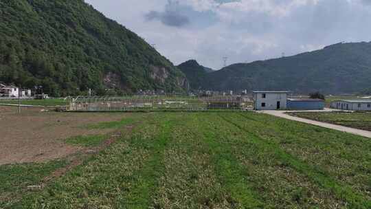 贵州毕节香葱豆苗种植基地航拍