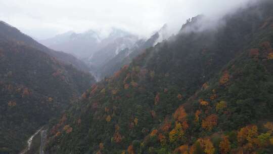 漫山红叶巴中光雾山附近