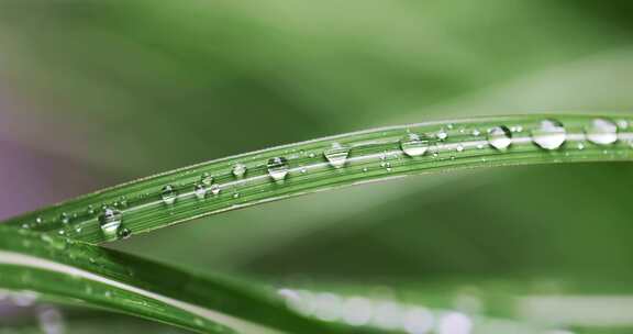 春雨雨水雨滴水珠绿叶随风摇曳清新唯美