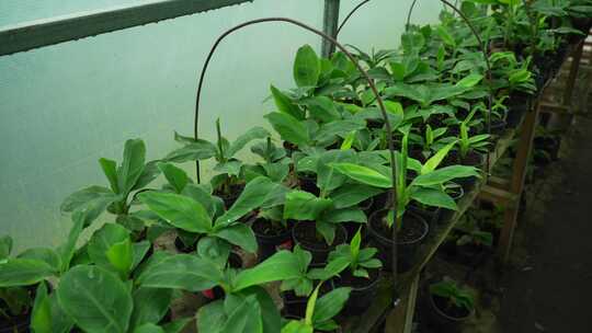 温室幼苗香蕉植物温室中生长的成排的幼苗香