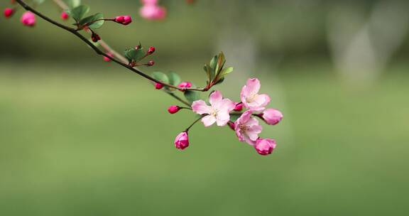 西湖海棠花