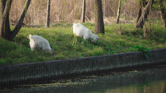 宁静河边小羊吃草