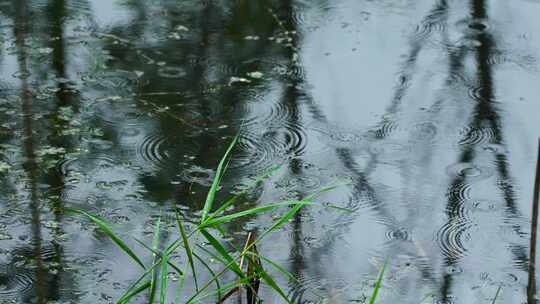 下雨天池塘里的水草和雨滴泛起的波纹和涟漪