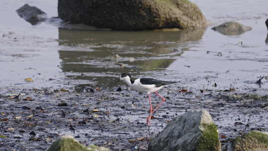 黑翅长脚鹬深圳湾公园自然湿地滩涂3123