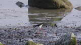 黑翅长脚鹬深圳湾公园自然湿地滩涂3123高清在线视频素材下载
